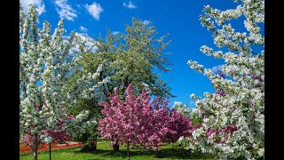 Сады цветут. Весенний релакс.