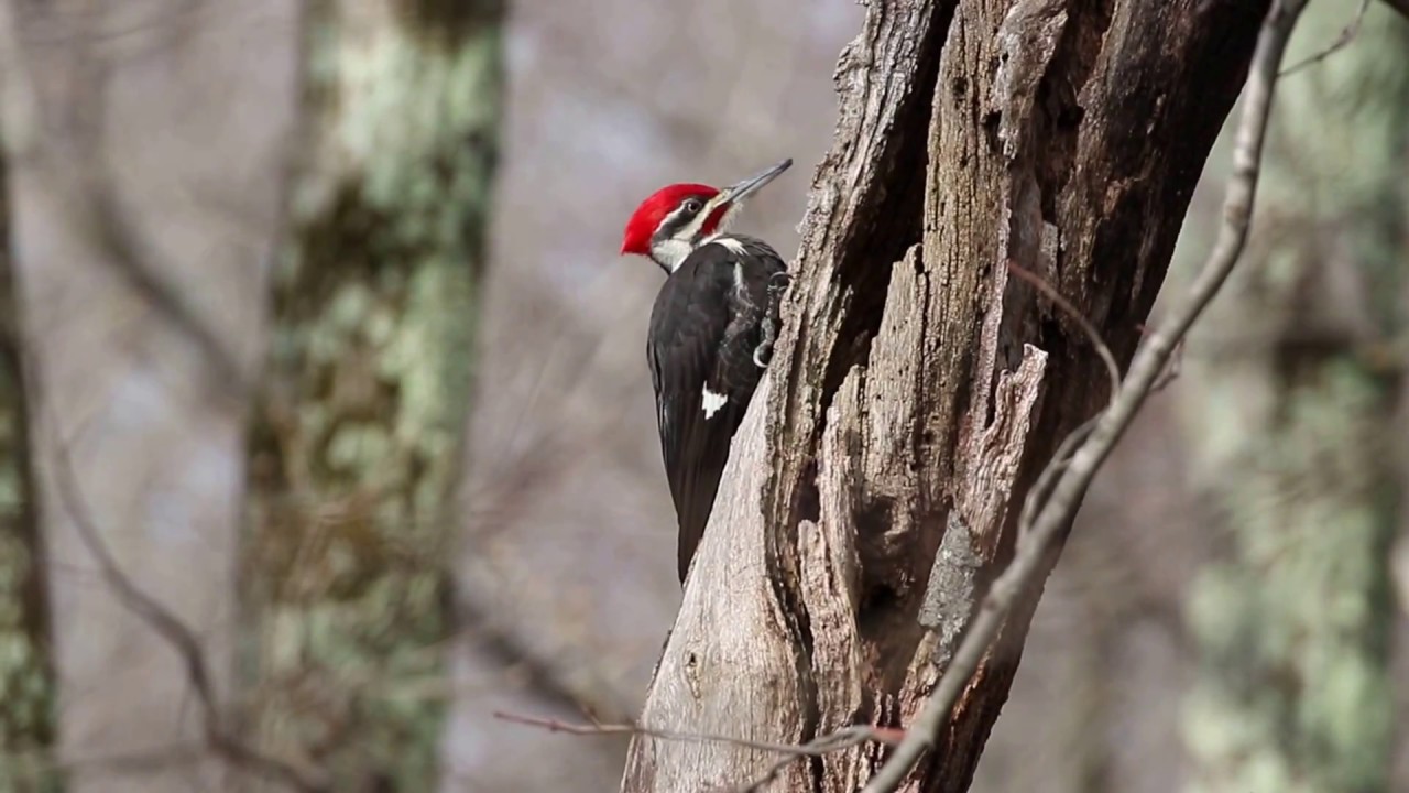 red headed pileated woodpecker