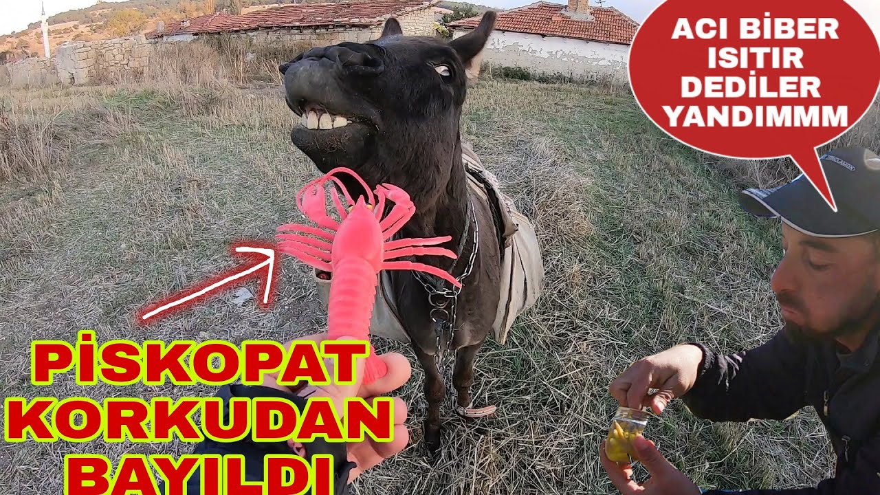 BUZ GİBİ HAVADA BOLL ACII~PİSKOPAT KORKUDAN BAYILDI