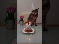 Funny Moments of Animals #america #funny