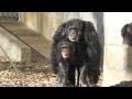 Chimpanzees at Tama Zoo 47 minutes　多摩動物公園