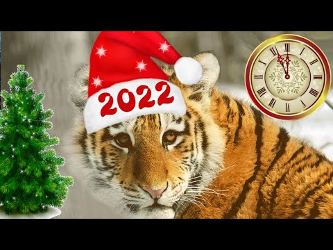 2023 ГОД ТИГРА идет в новый 2023 год🎄футажи для видеомонтажа🎄новогодний футаж в 2023 году
