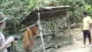 Amazonian Yagua Tribe Blowgun Demonstration Amazonian Yagua Tribe Blowgun Demonstration