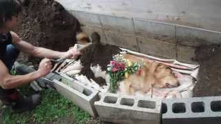 家族の一員　デインの死　埋葬(:_;)