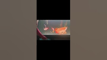 Cá Rồng Huyết Long ăn đêm #viralvideo #arowana #carong #huyetlong #fish #thinhhanh #xuhuongyoutube