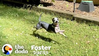 Scared, Shaking Chihuahua Finally Wags Her Tail | The Dodo Foster Diaries