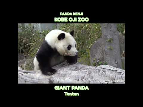 あられが降ってきて避難するタンタン。 #神戸市 #王子動物園 #shorts