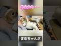 たれ耳うさぎのまるちゃんがまさかのずっこけ！？ #うさぎ #bunny #ホーランドロップ #ホーランドロップ #shorts