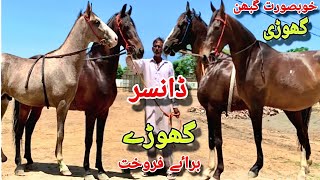 Dancer Ghody For sale Punjab | Horse for sale