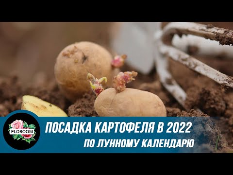 Video: Kdaj posaditi krompir leta 2022 po lunarnem koledarju