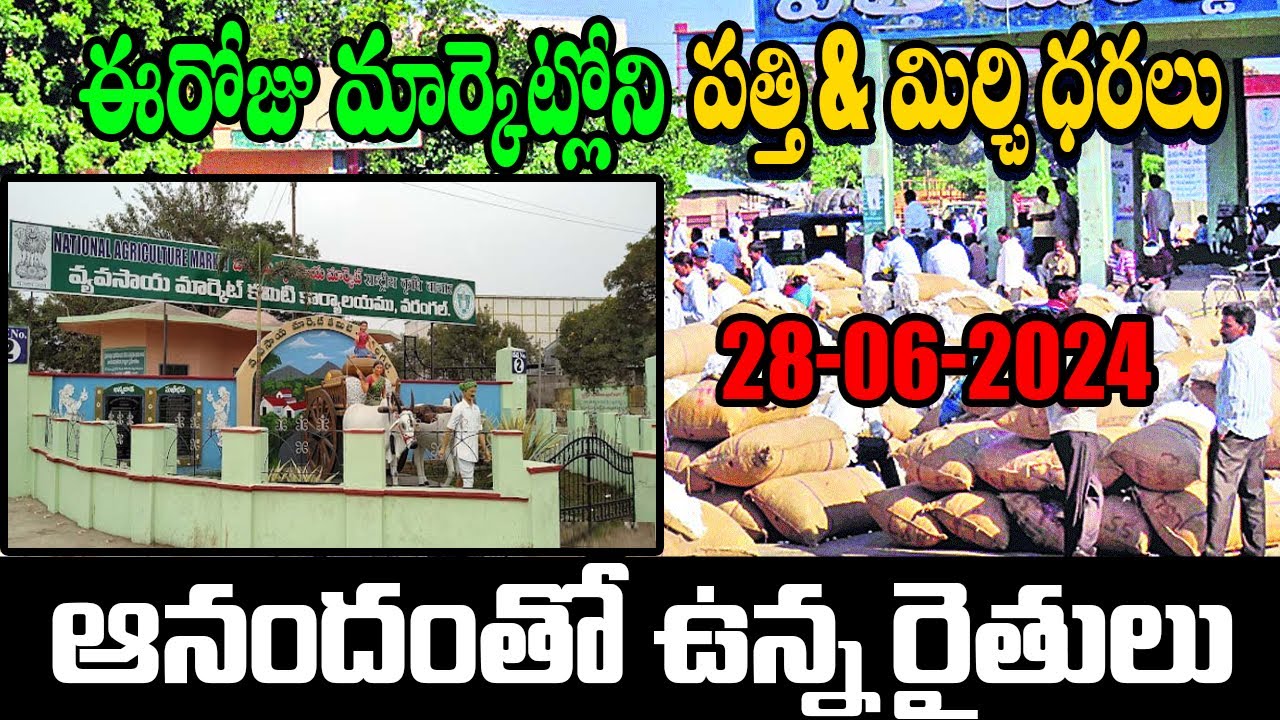 Today Warangal Market & Khammam Market /Mirchi /telangana warangal 