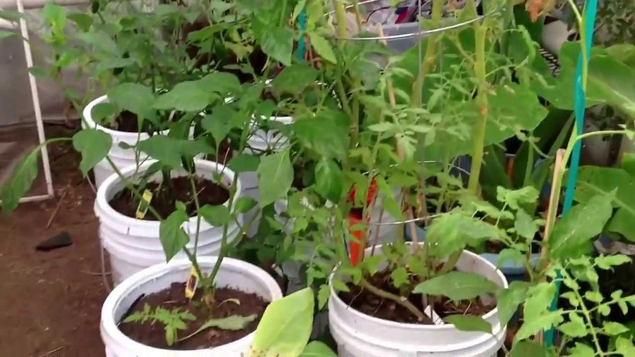 Self watering 5 gallons buckets YouTube