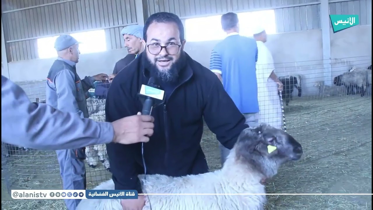 #الأغواط: انطلاق عملية بيع الأضاحي المستوردة من دولة رومانيا