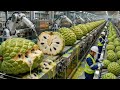 How Custard Apples Are Processed in a Modern Factory | Full Process