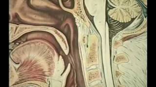 Circulatory System Lab Review 7