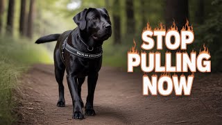 No Pull Dog Harness | Best No-Pull Solution for Any Breed screenshot 3