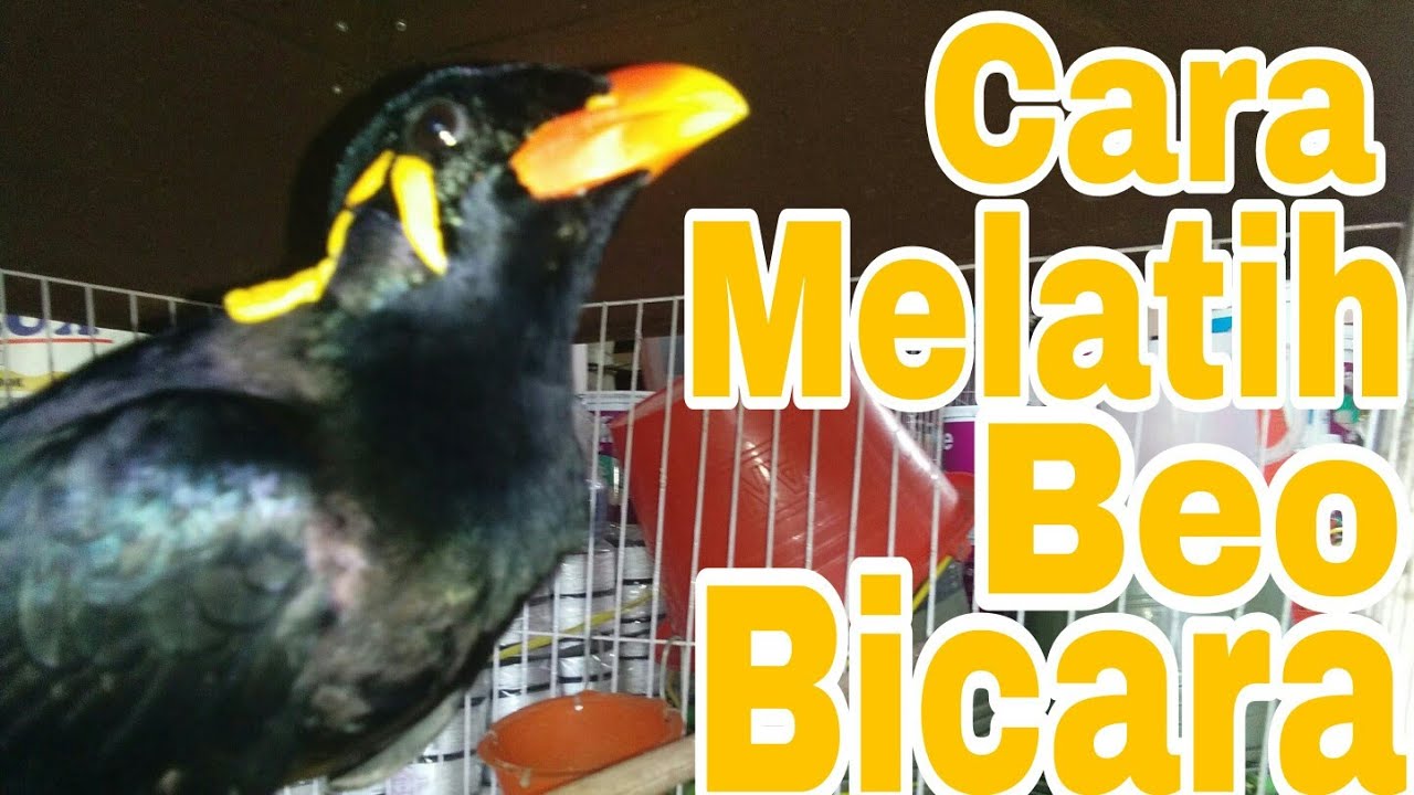 Melatih Burung Beo agar bisa Bicara 