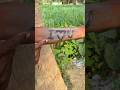 proper Use of jackfruot Flour #survival #bushcraft #campping #ideas #facts #skills #shorts