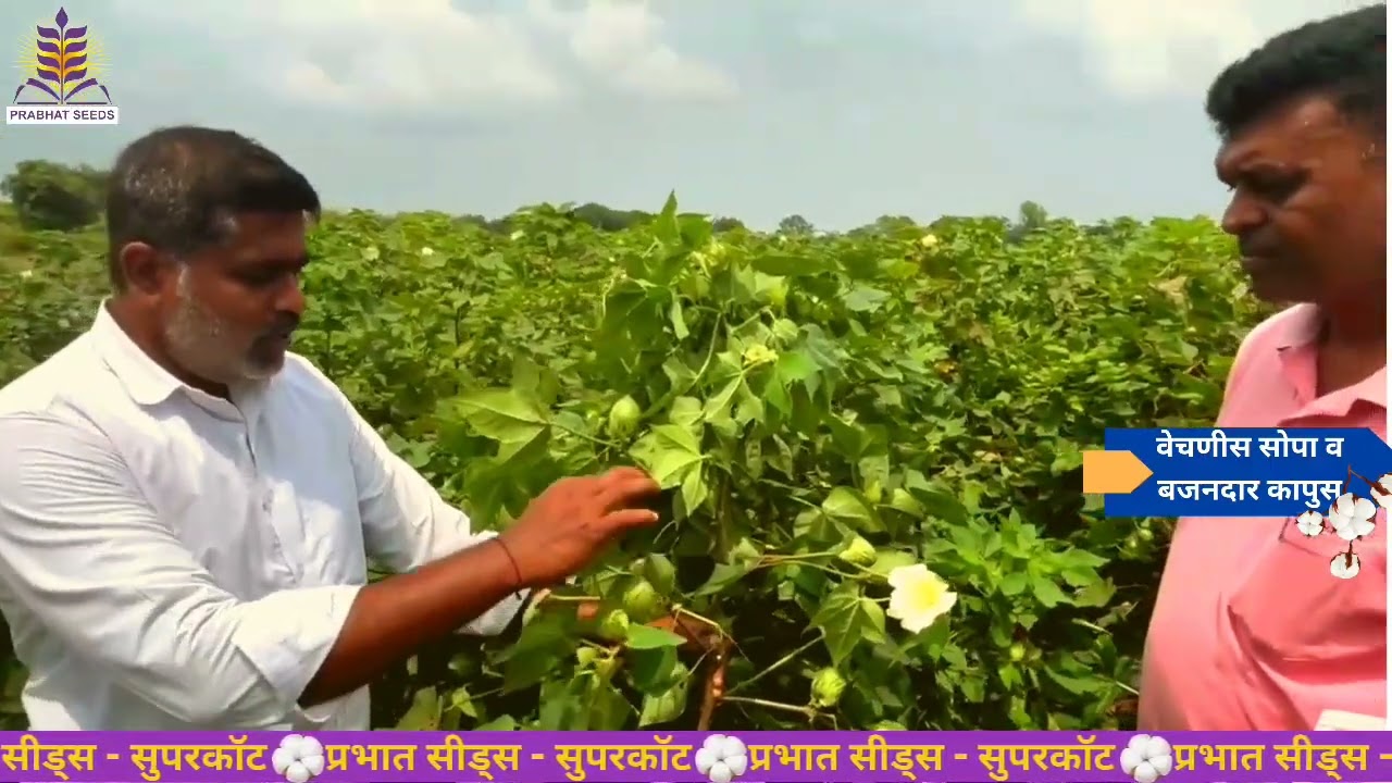 Prabhat Supercot 115