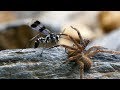 Wandering spider & spider wasp