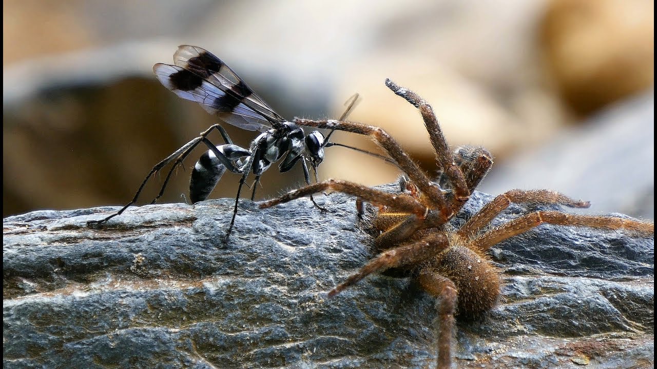 wandering spider vs wasp