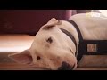 Le Bull Terrier très tranquille - Cesar Milan の動画、YouTube動画。