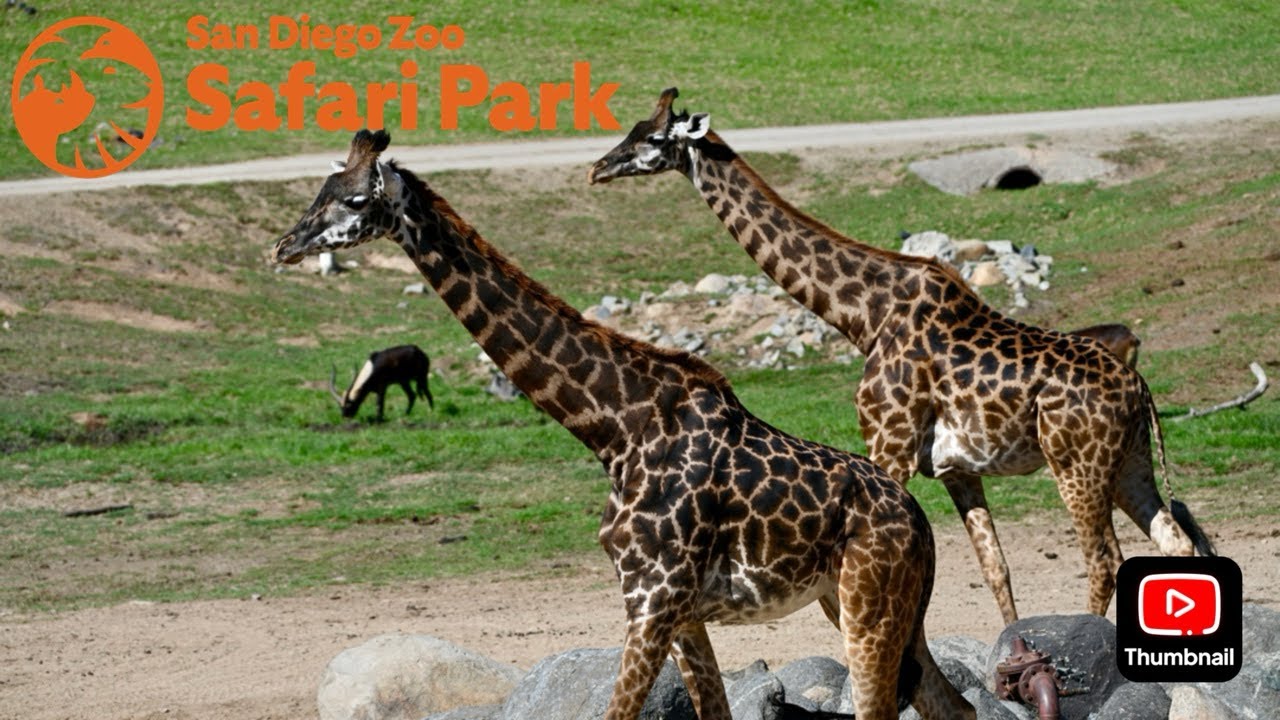 Сафари-парк: слоны и детеныши саванны