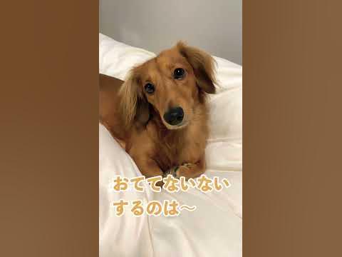 なぜ私の犬はとても悪臭がするのですか?