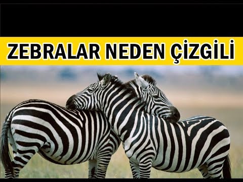 Video: Çizgileri Görmek Veya Zebralar Neden İyi Hastalar Olmaz?