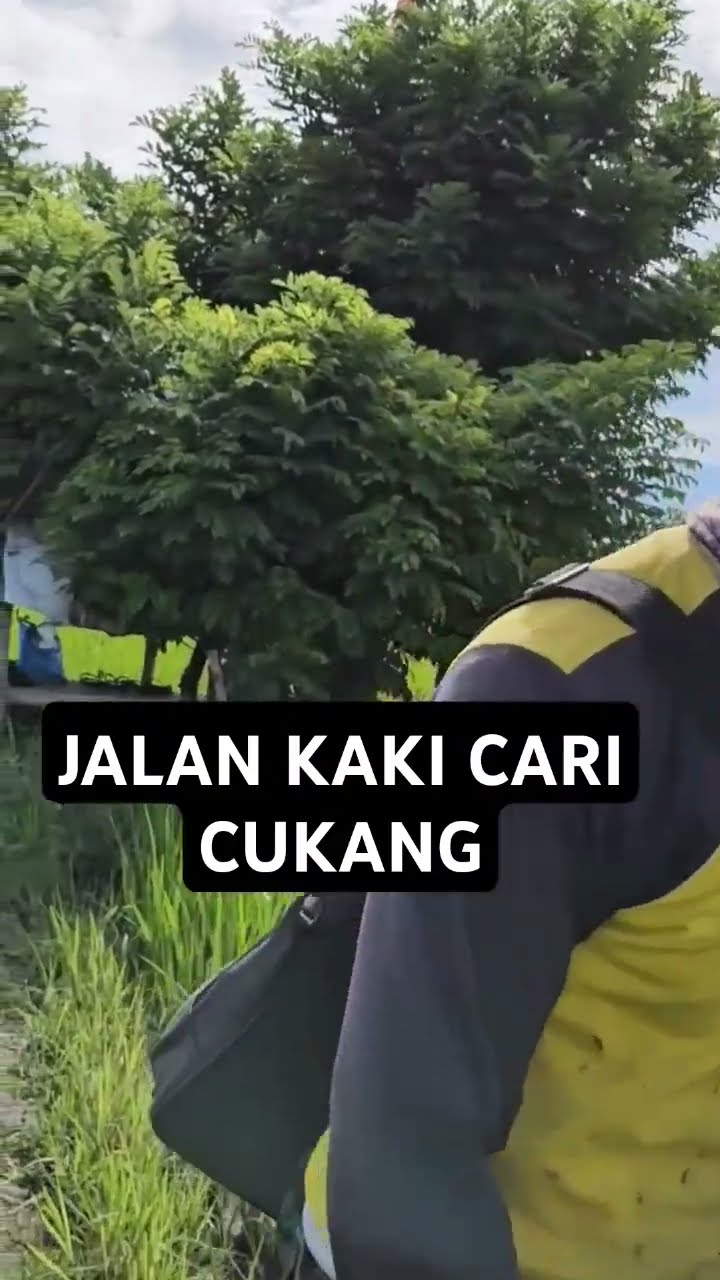 Jalan Kaki cari Cukang