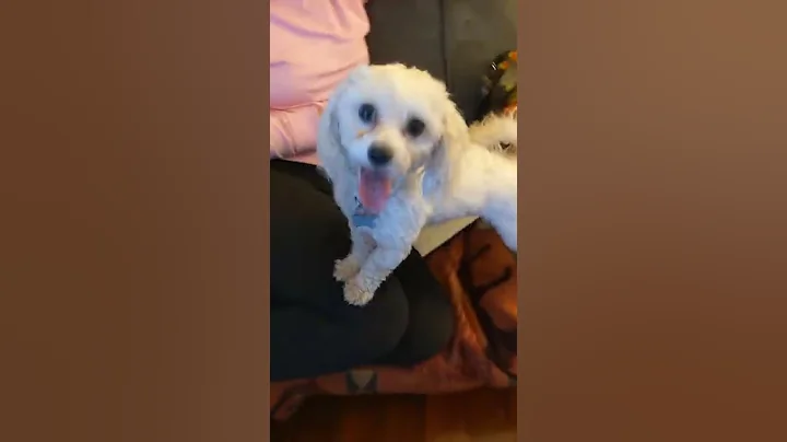 Samuel and Sadie the Goldendoodles LOVE their Aunt...