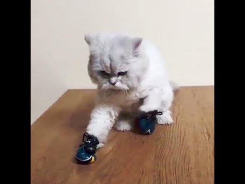 funny-videos-compilation:-cat-boxing-with-gloves