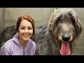 There&#39;s a reason they call them WOLFhounds