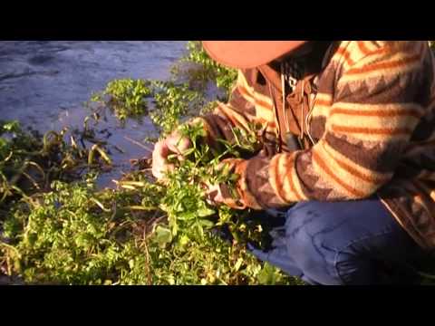 Watercress in December - UK Wild Food
