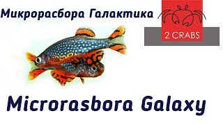 Микрорасбора Галактика. Microrasbora Galaxy. Нано рыбка. Микрорасбора Галактика. Microrasbora Galaxy. Нано рыбка.