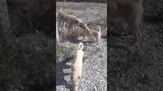 Kangal Yavrularının Yabancı Köpeğe Tepkisi agresif #kurtçulkangal #akbaş #malaklı #doğa