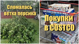Минимальные покупки в КОСТКО/Товары без налога на продажу/ Сломалась ветка персика