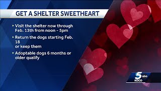 Oklahoma City Animal Welfare invites you to spend Valentine’s Day with a shelter sweetheart