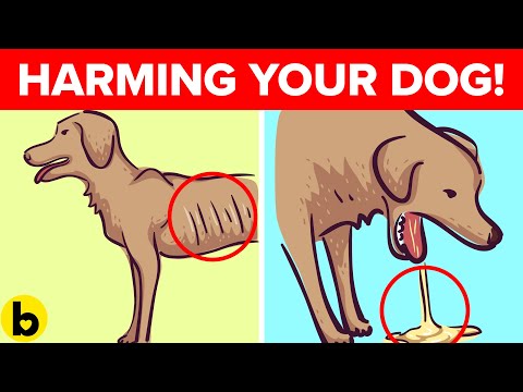 Videó: A molygomba árt a kutyáknak, ha megeszik?
