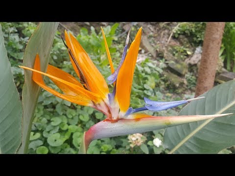 Video: Mancha foliar del ave del paraíso: cómo controlar la enfermedad fúngica del ave del paraíso