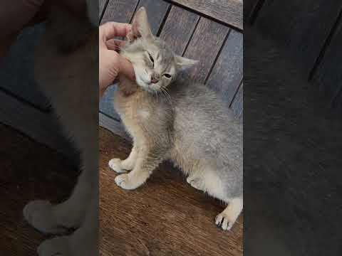アビシニアン とっても甘えん坊で撫でられるのが大好き🐱💖