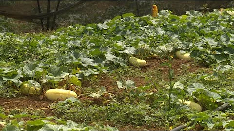 Mati Ke Mol - Cumcumber Cultivation in Dubreuil