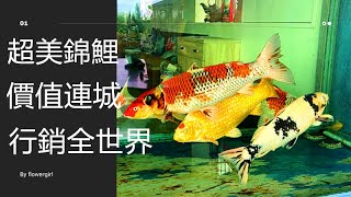 萬中選一的錦鯉 介紹如何挑選錦鯉魚苗介紹錦鯉的繁殖過程 鍾瑩瑩欣昌魚場 Fish Koi Aquarium Youtube