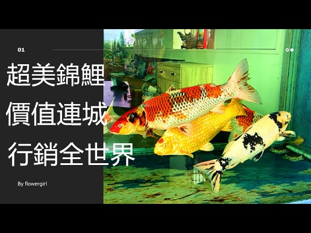 萬中選一的錦鯉 介紹如何挑選錦鯉魚苗介紹錦鯉的繁殖過程 鍾瑩瑩欣昌魚場 Fish Koi Aquarium Youtube