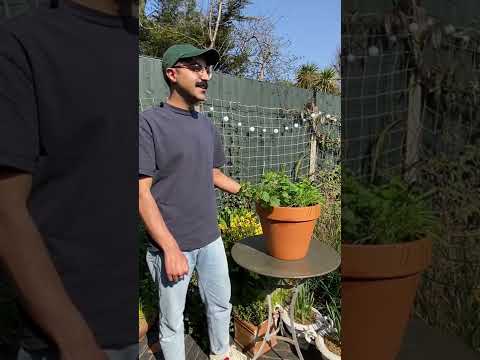 Vídeo: Herb Garden Care - Com cuidar un jardí d'herbes