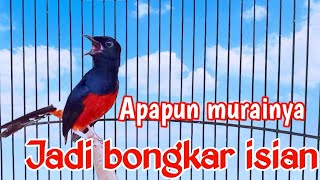 PANCINGAN AMPUH MURAI BATU GACOR FULL ISIAN, SEKALI DENGAR MURAI APAPUN RESPON NEMBAK SEREM