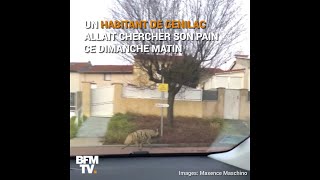 En allant chercher son pain, il croise un hyène échappée d’un zoo