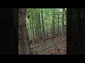 2019 early season West Virginia Black Bear hunt