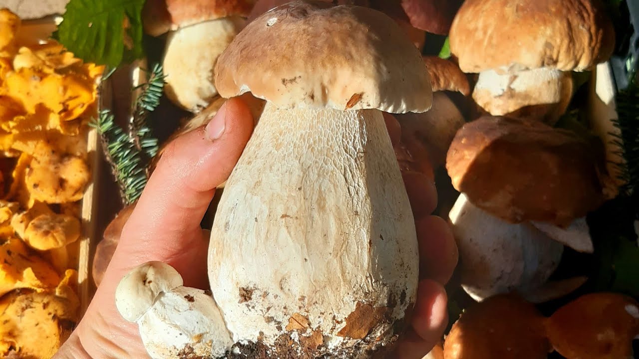 COME PULIRE I FUNGHI PORCINI la pulizia del fungo dal bosco alla consumazione YouTube
