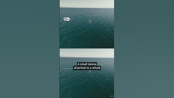 Drones helping entangled whales